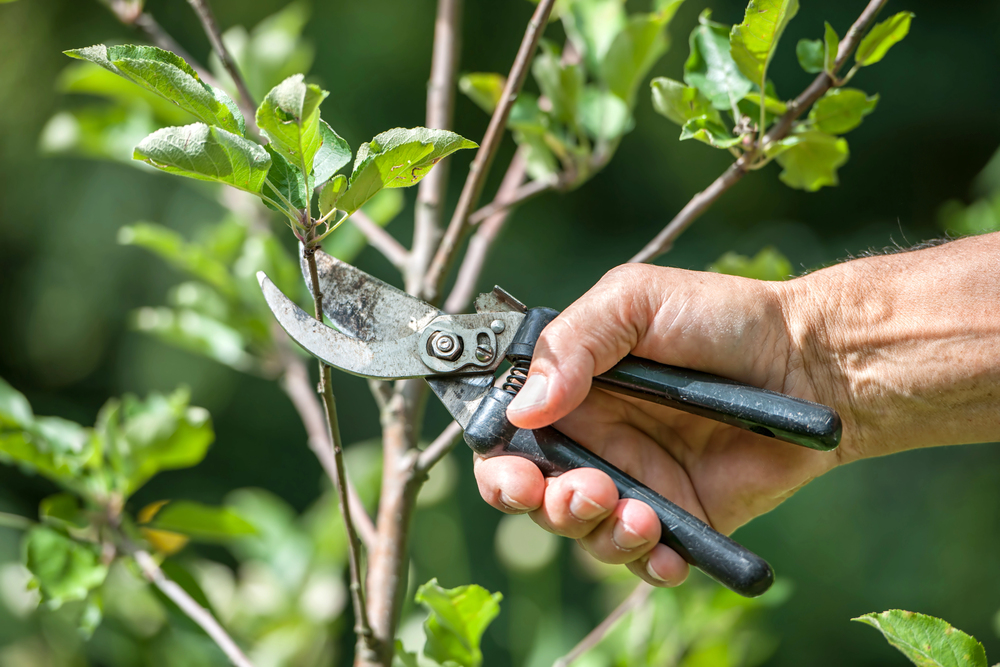 The Courage to Prune as a Pastor: What We Must Learn and Let Go